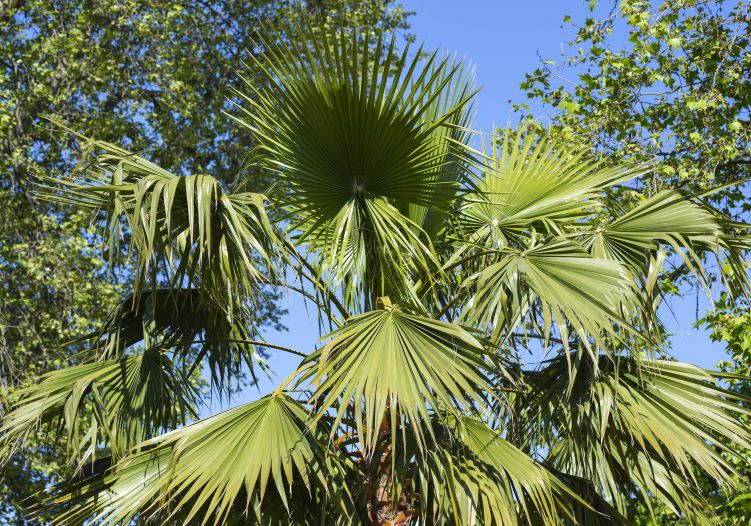 aloe barbadensis leaf juice powder Aloe Vera main image 1