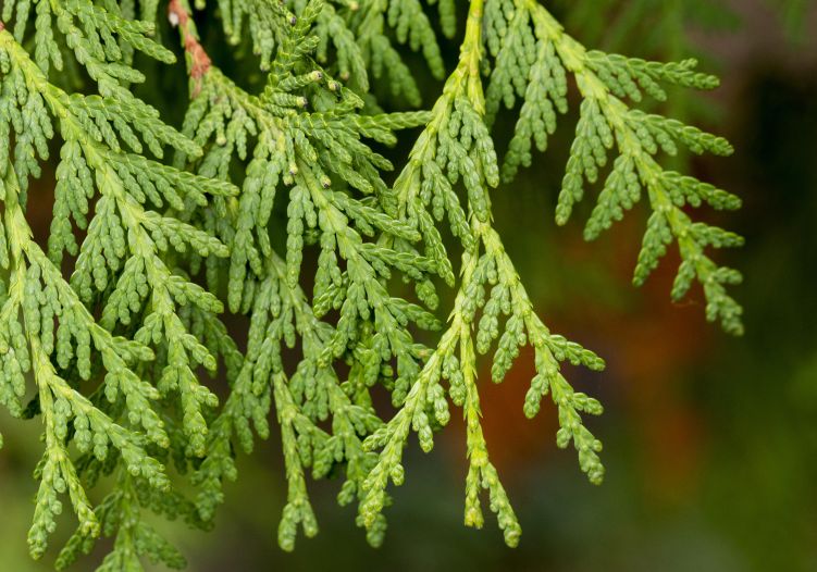 Thuja, Lebensbaum gieen